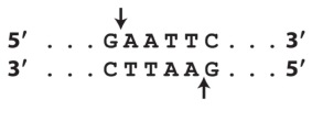  You have a sequence of DNA with a site on which the restriction enzyme EcoRI will act. EcoRI recognizes the sequence below and cuts each strand at the locations indicated by the arrows.   Below is your sequence of DNA:   5^{\prime}-   ATTCGCGGAATTCTGG-3'   3^{\prime}-   TAAGCGCCTTAAGACC-5' You cut the sequence with EcoRI. What fragments are produced? A)   \begin{array}{lr} 5^{\prime}-\mathrm{ATTCGCGG}-3{ }^{\prime} & 5^{\prime}-\mathrm{AATTCTGG}-3^{\prime} \\ 3^{\prime}-\mathrm{TAAGCGCCTTAA}-5^{\prime} & 3^{\prime}-\mathrm{GACC}-5^{\prime} \end{array}  B)   \begin{array}{lr} 5^{\prime}-\mathrm{ATTCGCGGAATT}-3^{\prime} & 5^{\prime}-\mathrm{CTGG}-3 ' \\ 3^{\prime}-\mathrm{TAAGCGCC}-5^{\prime} & 3^{\prime}-\mathrm{TTAAGACC}-5^{\prime} \end{array}  C)   \begin{array}{ll} 5^{\prime}-\mathrm{ATTCGCGG}-3^{\prime} & 5^{\prime}-\mathrm{AATTCTGG}-3^{\prime} \\ 3^{\prime}-\mathrm{TAAGCGCC}-5^{\prime} & 3^{\prime}-\mathrm{TTAAGACC}-5^{\prime} \end{array}  D)   \begin{array}{lr} 5^{\prime}-\mathrm{ATTCGCG}-3^{\prime} & 5^{\prime}-\mathrm{GAATTCTGG}-3^{\prime} \\ 3^{\prime}-\mathrm{TAAGCGCCTTAAG}-5^{\prime} & 3^{\prime}-\mathrm{ACC}-5^{\prime} \end{array}  E)   \begin{array}{lr} 5^{\prime}-\mathrm{ATTCGCGG}-3^{\prime}&5^{\prime}-\mathrm{AATT}-3^{\prime}&5^{\prime}-\mathrm{CTGG}-3^{\prime}\\3^{\prime}-\mathrm{TAAGCGCC}-5^{\prime}&3^{\prime}-\mathrm{TTAA}-5^{\prime}&3^{\prime}-\mathrm{GACC}-5^{\prime} \end{array}   