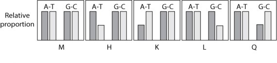 The diagrams below depict the relative proportions of individuals affected with a certain condition (shaded bar)  and individuals not affected (open bar) , in individuals carrying either the A-T or the G-C allele of an SNP polymorphism. (Heterozygous genotypes carry both alleles and are included in both categories.)    Which graph shows a pattern that suggests that the G-C allele is a risk factor for the disease? A) graph M B) graph H C) graph K D) graph L E) graph Q