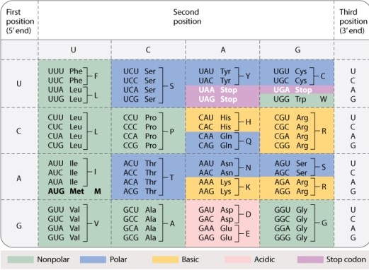 In the standard genetic code (Table 4.1, shown below) , how many codons for amino acids allow synonymous mutations in the third position?   A) 19 B) 29 C) 39 D) 49 E) 59