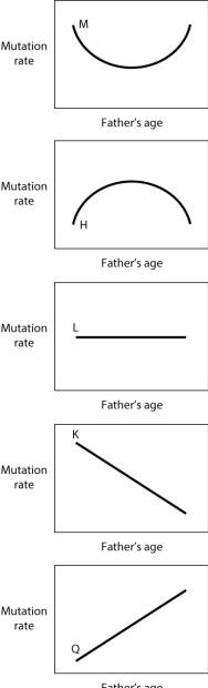 Which of the curves shown here BEST represents current understanding of the rate of mutation in human sperm as the father's age increases from 20 to 40?   A) curve M B) curve H C) curve K D) curve L E) curve Q