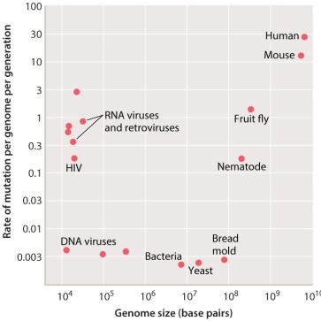 According to Figure 14.2, the average number of new mutations that occur across an entire human genome in one generation is approximately _____ times higher than in nematodes.   A) 2 B) 10 C) 100 D) 1000 E) 10,000