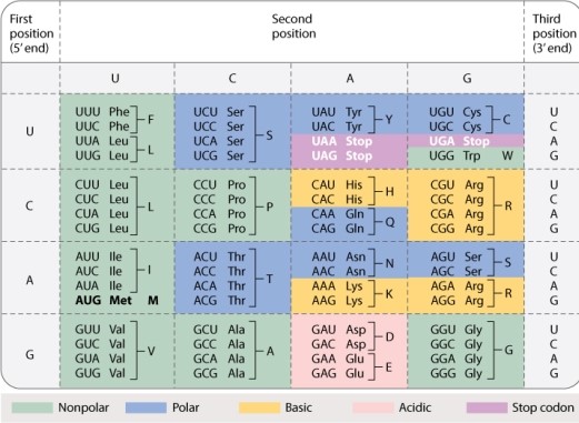 In the standard genetic code (Table 4.1, shown below) , a nucleotide in a codon is said to be a fourfold degenerate site if its mutation to any other nucleotide results in a synonymous mutation. How many codons in the standard genetic code have a fourfold degenerate site?   A) 4 B) 8 C) 12 D) 16 E) 20