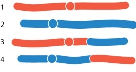 The accompanying diagram shows four chromosomes in an individual who carries a translocation. Chromosomes 1 and 2 are structurally normal copies of two nonhomologous chromosomes, and chromosomes 3 and 4 have undergone a translocation (interchange of parts) . Which pair of chromosomes included in a sperm or egg would result in a fertilized egg with abnormal gene dosage (missing or extra pieces of a chromosome) ? Select all that apply, and assume that the other gamete carries structurally normal chromosomes like 1 and 2.   A) 1 and 2 B) 1 and 3 C) 2 and 3 D) 2 and 4 E) 3 and 4