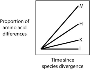 Each curve in the graph below shows the proportion of amino acid between a protein in two species that diverged from a common ancestral species. Which protein is the MOST conserved (i.e., changes most slowly in sequence) ?   A) protein M B) protein H C) protein K D) protein L