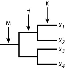 The accompanying diagram shows three gene duplication events that gave rise to a gene family consisting of four sequences X<sub>1</sub>- X<sub>4</sub>. A researcher sequences the genes in two related species and discovers that each species has two copies. One species has copies X<sub>1</sub> and X<sub>2</sub>, and the other has copies X<sub>3</sub> and X<sub>4</sub>. The sequence of X<sub>1</sub> is very close to that of X<sub>2</sub>, and the sequence of X<sub>3</sub> is very close to that of X<sub>4</sub>; however, the (X<sub>1</sub>, X<sub>2</sub>)  pair is quite dissimilar from the (X<sub>3</sub>, X<sub>4</sub>)  pair. The most likely interpretation of this pattern is that speciation took place in the interval labeled:   A) M)  B) H)  C) K)  D) None of the answer options is correct.