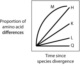 Each curve in the graph below shows the proportion of amino acid differences between a protein in two species that diverged from a common ancestral species. Which curve represents what would be expected if the protein were evolving according to a molecular clock?   A) curve M B) curve H C) curve K D) curve L E) curve Q