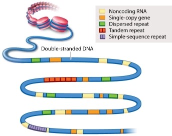 Figure 13.3 below provides examples of various types of sequences that can be found in a segment of double-stranded DNA. Which one of the following is MOST likely to be protein-coding?   A) noncoding RNA B) single-copy gene C) dispersed repeat D) tandem repeat E) simple-sequence repeat