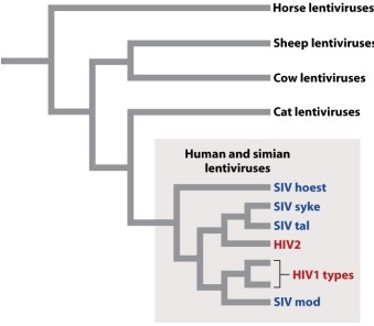 According to the phylogenetic tree showing evolutionary relationships among viruses in Figure 13.6 below, which one of the following is MOST closely related to the human lentivirus HIV2?   A) a horse lentivirus B) human lentivirus HIV1 C) a cow lentivirus D) a simian lentivirus E) a cat lentivirus