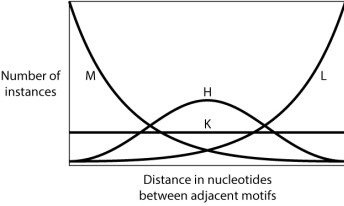 Consider a stretch of DNA with two short sequence motifs separated by an unknown number of base pairs. Each position in the intervening DNA is equally likely to be any of the four nucleotides. Would you expect many sites to be close together and a few farther apart? Few to be close together and many farther apart? Equal spacing? A normal distribution of distances between sites? In other words, which of the following curves do you think BEST approximates the distribution of the number of nucleotide pairs between two occurrences of a short sequence motif?     A) Curve M B) Curve H C) Curve K D) Curve L
