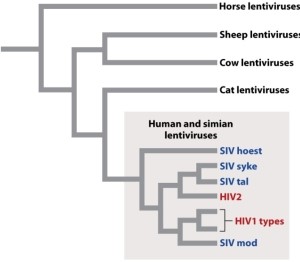 Why does Figure 13.6 (below)  suggest that human HIV came from chimpanzees at least twice?   A) Because not all human HIVs are clustered together in the tree. B) Because they are both more evolved than cat viruses. C) Because they all share one common ancestor. D) Because horse viruses are more distantly related.