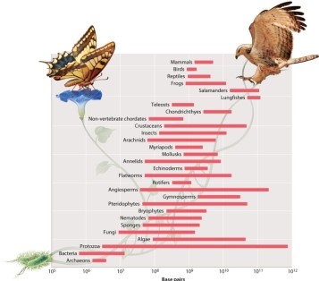 According to Figure 13.8 below, which one of the following accurately lists the taxonomic groups in order of INCREASING genome size (i.e., from smallest to largest) ?     A) salamanders, mammals, teleosts, bacteria B) teleosts, bacteria, salamanders, mammals C) bacteria, teleosts, salamanders, mammals D) bacteria, teleosts, mammals, salamanders E) None of the other answer options is correct.