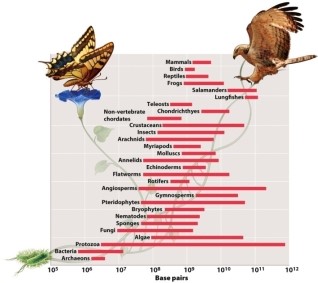Protozoa make up the taxonomic group with the broadest range of genome sizes, including the smallest and largest genome, among all eukaryotes. Consult Figure 13.8.  