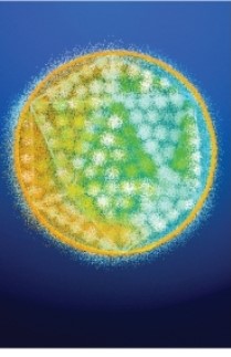 What type of virus structure does the adenovirus in Figure 13.18c represent?   Photo credit: BSIP/Science Source. A) head and tail B) triangular C) icosahedral D) helical E) spiral