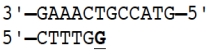 Incorrect nucleotides are sometimes incorporated into DNA during the process of replication. In the sequences shown here, the template strand is shown on top and the replicating daughter strand at the bottom. The nucleotide shown in bold is incorrect in that its base does not undergo pairing with the base in the template strand. In the situation shown in (A) the proofreading function of DNA polymerase removes the incorrect nucleotide from the daughter strand and replaces it with the correct one, but in situation (B) the polymerase has moved on and the incorrect nucleotide cannot be repaired. Can you explain why the error in situation (B) cannot be fixed by DNA polymerase? (A)   (B)  <div style=padding-top: 35px> 