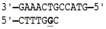 Incorrect nucleotides are sometimes incorporated into DNA during the process of replication. In the sequences shown here, the template strand is shown on top and the replicating daughter strand at the bottom. The nucleotide shown in bold is incorrect in that its base does not undergo pairing with the base in the template strand. In the situation shown in (A) the proofreading function of DNA polymerase removes the incorrect nucleotide from the daughter strand and replaces it with the correct one, but in situation (B) the polymerase has moved on and the incorrect nucleotide cannot be repaired. Can you explain why the error in situation (B) cannot be fixed by DNA polymerase? (A)   (B)  <div style=padding-top: 35px> 