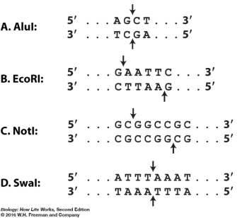 You are interested in cloning a fragment from the genome of an organism where the G+C content of the sequence is 50%. The gene you wish to study is 2 kb (kilobase, each kb is 1000 bases)  in length and does not include cleavage sites for any of the restriction enzymes below. For convenience in later experimental procedures, you want the average size of the fragments produced by the restriction enzyme to be approximately 4 kb. Which of the following restriction enzyme(s)  would you choose to digest your genomic DNA?   A) <i>Alu</i>I B) <i>Eco</i>RI C) <i>Not</i>I D) <i>Swa</i>-I