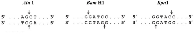Consider the restriction enzymes below. What type of DNA ends would they produce (5' overhangs, 3<font face= symbol ></font> overhangs, or no overhangs) ?   A) Alu1: no overhang; BAM HI: 5<font face= symbol ></font> overhang; KpnI: 3<font face= symbol ></font> overhang B) Alu1: 5<font face= symbol ></font> overhang; BAM HI: 5<font face= symbol ></font> overhang; KpnI : 5<font face= symbol ></font> overhang C) Alu1: 3<font face= symbol ></font> overhang; BAM HI: no overhang; KpnI : no overhang D) Alu1: no overhang; BAM HI: 3<font face= symbol ></font> overhang; KpnI : 5<font face= symbol ></font> overhang