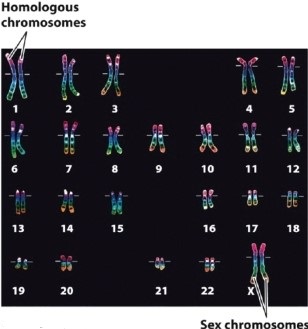 Look carefully at the image of the human karyotype shown in Figure 11.3. What is the significance of the small differences between homologous chromosomes?   Photo credit: ISM/Phototake. A) Each homologous chromosome in a pair is from a different parent. B) Some of this person's DNA is mutated, possibly causing disease. C) Chromosomes may not be completely replicated during S phase. D) The differences are a result of the way the material was prepared.