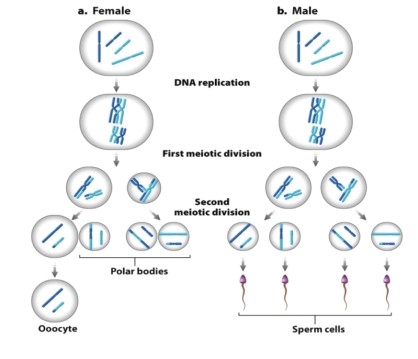 What cytoskeletal protein is important to the function of the sperm cells illustrated in Figure 11.13?   A) microfilaments B) intermediate filaments C) microtubules D) All of these choices are correct.