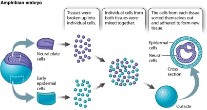 Suppose that frog embryos are genetically manipulated so that the epidermal cells expressed both E-cadherin and N-cadherin on their cell surface. The neuronal tissue and epidermal tissues are collected from the embryos and treated as illustrated in Figure 10.12b. Which of the following would you predict would happen now that N-cadherin is also present on the surface of the epidermal cells?   A) The genetically modified epidermal cells would adhere to each other and to neuronal cells. B) The genetically modified epidermal cells would adhere to neuronal cells and would no longer adhere to epidermal cells. C) The genetically modified epidermal cells would adhere to each other, and not to the neuronal cells, because they would still be epidermal cells regardless of the presence of an additional cell adhesion protein on their surface.