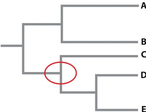 The phylogenetic tree below represents a phylogeny of different species of butterflies. What is represented by the circled area on the phylogeny? A) the most recent speciation event B) the most ancient speciation event C) present-day species D) a common ancestor E) time