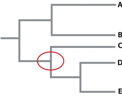 The phylogenetic tree below represents a phylogeny of different species of butterflies. What is represented by the circled area on the phylogeny?   A) the most recent speciation event B) the appearance of a new mutation C) the appearance of a new genetic variant D) a common ancestor E) a species that must be extinct