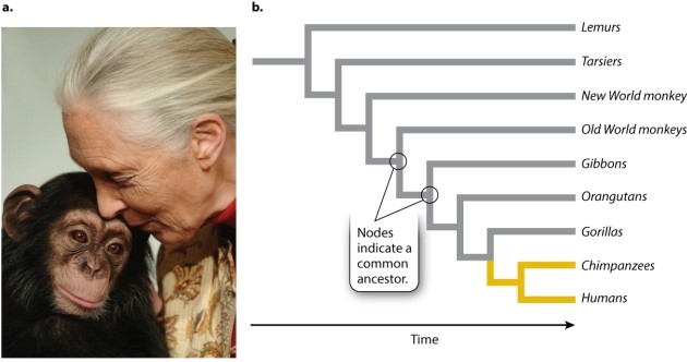 According to the phylogenetic tree shown in Figure 1.16, the primate MOST closely related to humans is the:   Photo source: AP Photo/Bela Szandelszky A) orangutan. B) lemur. C) gorilla. D) chimpanzee. E) gibbon.