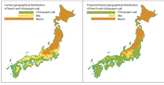 The figure below shows projected changes in distributions of beech trees and chinquapin oak trees in Japan if human activities continue to cause global temperatures to rise.     Data from: Dr. Masahiro Amano, unpublished paper. Which of the following statements accurately reflects these predictions? A) The area where beech and chinquapin oak are found together will stay the same. B) Beech distribution will increase to the south of its present-day distribution. C) Chinquapin oak distribution will increase with rising temperatures. D) Beech trees will become extinct.