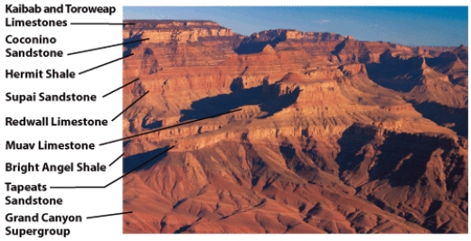 In the photo below,the ______is the oldest strata within the sequence of the Grand Canyon.   