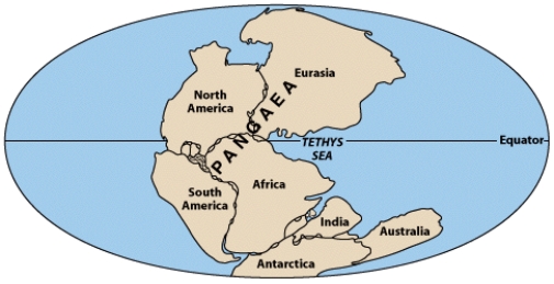 In the diagram below,which two are the best examples of the  puzzle-piece  argument?   A) North America - South America B) North America - Africa C) South America - Eurasia D) Eurasia - Africa E) South America - Africa