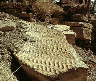 _____ is the type of sedimentary structure in the figure below.   A) ripple marks B) mud cracks C) footprints D) cross beds E) banded iron formation