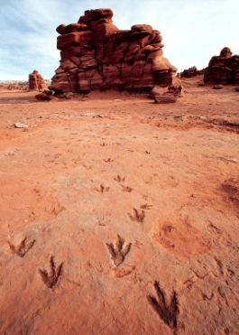 The figure below shows a good example of which type of sedimentary structure?   A) ripple marks B) mud cracks C) footprints D) cross beds E) banded iron formation