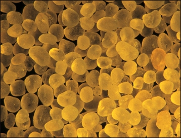 Since all the grains in the figure below are roughly the same size,the sediment can be said to be _____.   