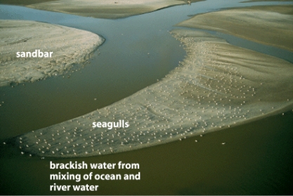 In the figure below,a(n)_____ is an area where a freshwater stream meets the ocean.   