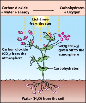 Molecular oxygen in the atmosphere originated mostly from plants,as shown below,as a by-product of _____.   A) volcanic gases B) photosynthesis C) forest fires D) meteorite impacts E) mammal life