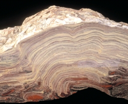 Stromatolites,as seen in cross section below,are formed by _____.   A) cyanobacterial calcite B) coral reefs C) mounds of bay sharks D) sedimentary wedges E) eukaryotic cells