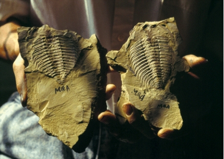 The characteristic animals of the Cambrian Period,as shown below,which left some of the oldest skeletal fossils,were _____.   A) insects B) trilobites C) worms D) dinosaurs E) sponges