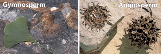 The basic difference between gymnosperm and angiosperm plants (as shown below) ,is the development of _____in the latter.   A) flowers B) pollen C) seeds D) insects E) leave