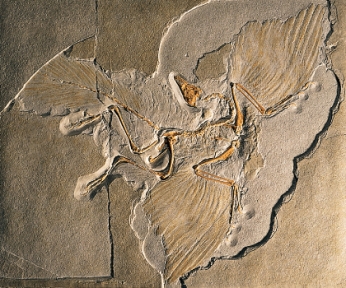 The detailed impressions of feathers in this fossil identify it as a dinosaur.   