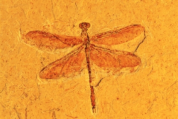 Flying insects,such as this dragonfly,were abundant by the _____ Period.   