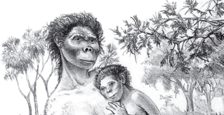 The fossil called  Lucy,  as reconstructed below,is a specimen of the early hominid genus _____.   