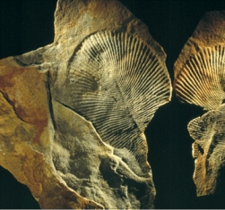 What were the oldest multicellular fossils,such as the Dickinsoniashown below,and where were they found?   