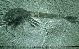 The Burgess Shale contains many unique Cambrian animals,including many soft-bodied arthropods such as Waptia,shown here,and other creatures.How did it form?   