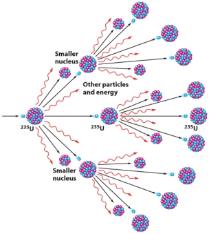 In the nuclear chain reaction of Uranium-235,illustrated below,each nucleus releases two_____.   A) atoms B) electrons C) protons D) molecules E) neutrons