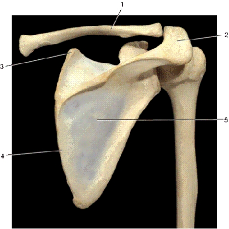   -In the above posterior view of the right shoulder girdle,number 3 indicates what bony landmark of the scapula? A) superior border B) lateral border C) superior angle D) inferior angle