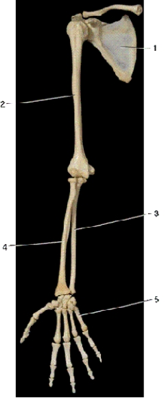   -In the above anterior view of the right upper extremity,number 4 indicates what bone? A) ulna B) radius C) metacarpal D) metatarsal