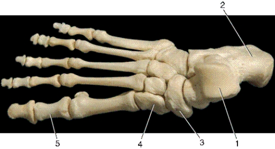   -In the above dorsal view of the right foot,number 1 indicates what bone? A) talus B) calcaneus C) navicular D) first cuneiform