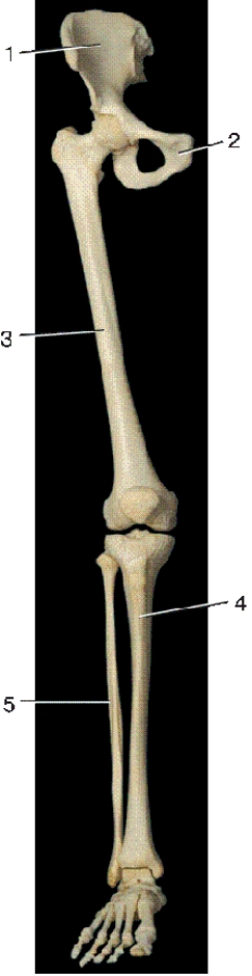   -In the above anterior view of the right lower extremity,number 4 indicates what bone? A) tibia B) radius C) fibula D) ulna
