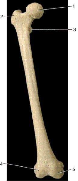   -In the above anterior view of the right femur,number 2 indicates what bony landmark? A) linea aspera B) lesser trochanter C) intertrochanteric crest D) greater trochanter