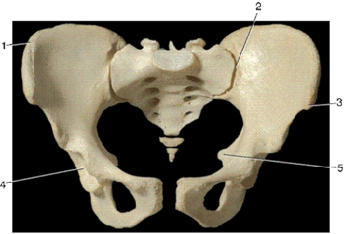   -In the above anterior view of the pelvis,number 2 indicates what joint? A) symphysis pubis B) lumbosacral C) sacroiliac D) sacrococcygeal